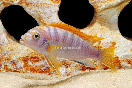 Picture of AFRICAN MBUNA-L.HONGI REDTOP REG       