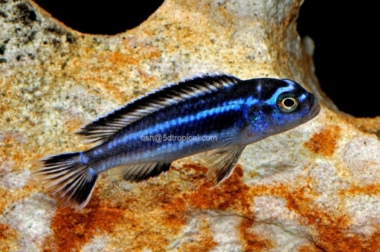 Picture of AFRICAN MBUNA-MAINGANO REG (FL)        