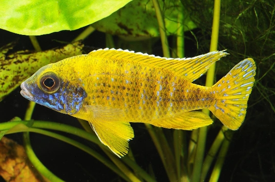 Picture of BENGA YEL PCK MD MALE    