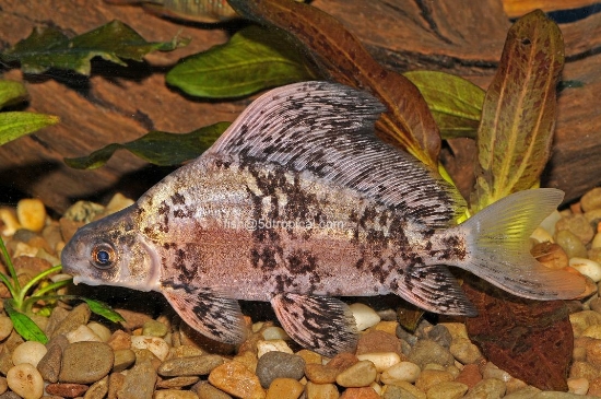 Picture of HF BND LOACH 4"-WW       
