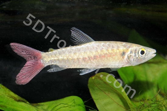 Picture of SOUTH AMERICAN FISH - PINKTAIL CHALCEUS - C. MACROLEPIDOTUS