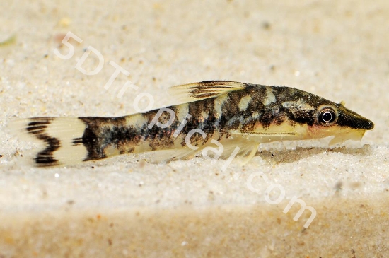 Picture of CAT-ZEBRA OTOCINCLUS