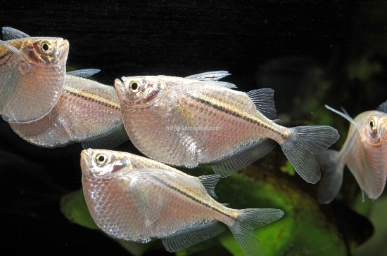 Picture of SOUTH AMERICAN TETRA-SILVER HATCHETFISH         