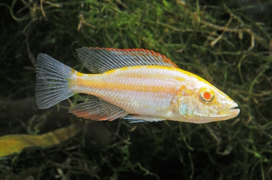 Picture of AFRICAN HAP- ALBINO COMPRESSICEP REG 