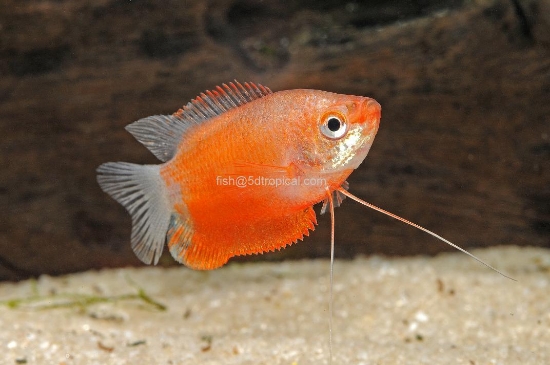 Picture of GOURAMI-RED HONEY          