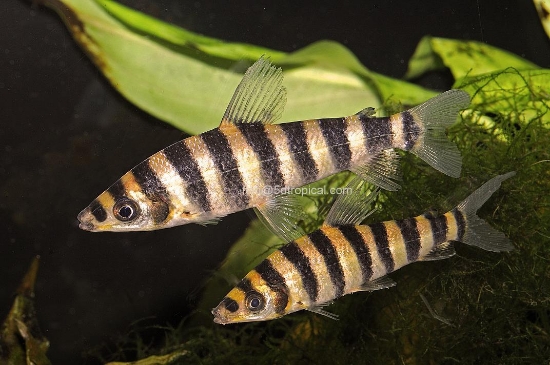 Picture of LEP FACIATUS-W.W.        