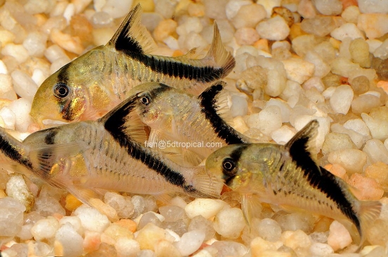 Picture of SOUTH AMERICAN CORYDORAS-MELINI CORY        