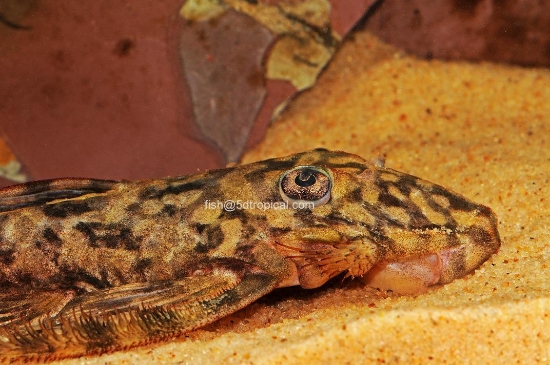 Picture of SOUTH AMERICNA PLECO-L-52 BUTTRFLY PLEC