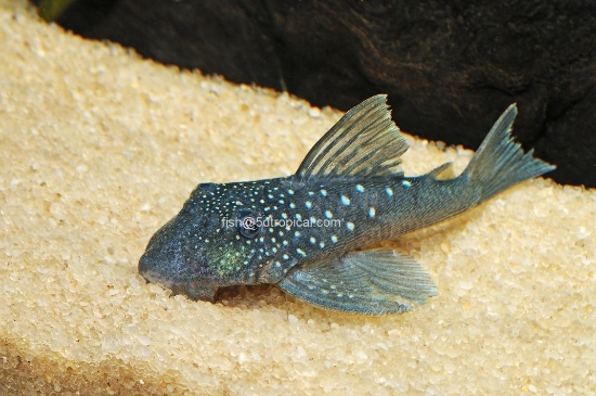 Picture of SOUTH AMERICNA PLECO- 128 BLUE PHANTOM (L128)