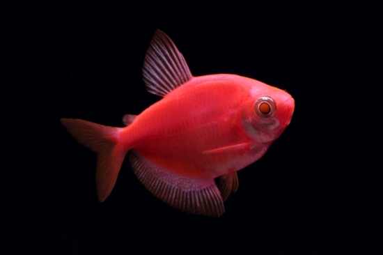 Picture of GLOFISH(R)TETRA-STARFIRE RED(R)   