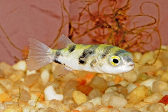 Picture of PUFFER-ASELLUS (FW)       