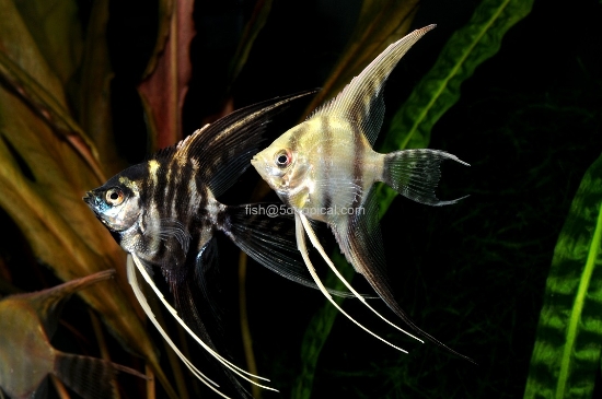 Picture of ANGELFISH-MIXED VEIL SELECT   