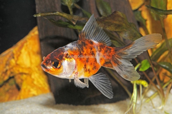 Picture of GOLDFISH-CALICO FANTAIL 2-2.5"    