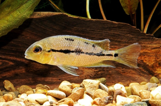 Picture of CICHLID-NICARAGUENSE REG     