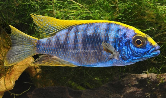 Picture of Z-ROCK HAP MALE LG       