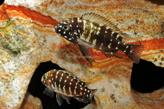 Picture of TANGANYIKAN-WHITE SPOTTED CICHLID- TROPHEUS DUBOISI        