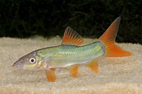 Picture of BOTIA-REDTAIL (ORANGE-FIN LOACH)              