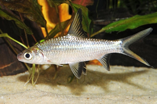 Picture of BALA SHRK 3"  (FL)-      