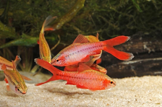 Picture of BARB-VEIL CHERRY BARB         