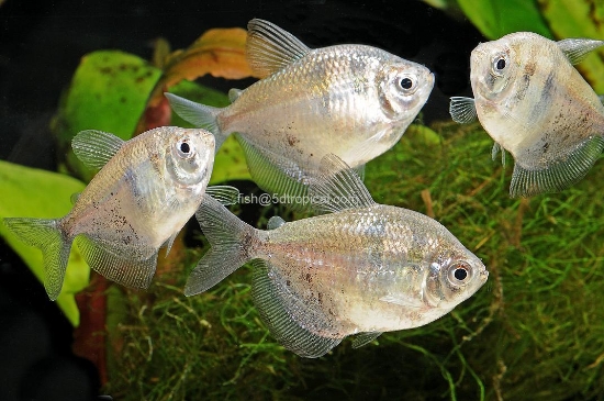 Picture of TETRA-BLACK JUMBO          