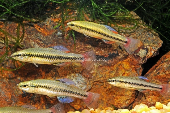 Picture of BLUE FIN KILLI(LUCANIA)- 