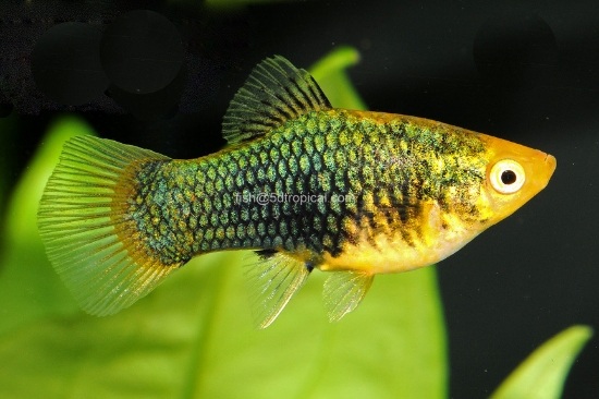 Picture of PLATY-GREEN LATERN 