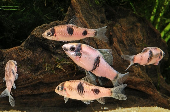 Picture of FAR EAST FISH-RED PANDA BARB           