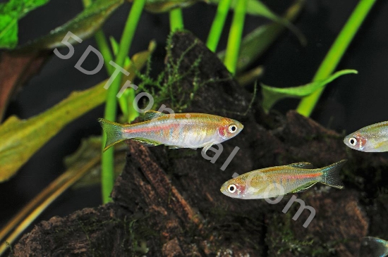 Picture of DANIO-CHOPRAI GLOLITE) T.R