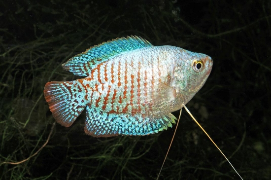 Picture of GOURAMI-NEON R/B GOUR MALE       