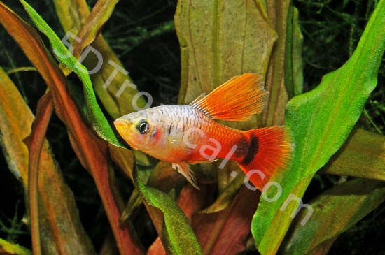 Picture of PLATY-NEON CORAL HF  