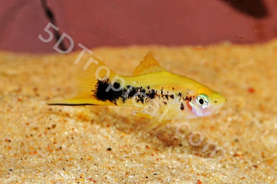 Picture of GLD TUX SWORD-           