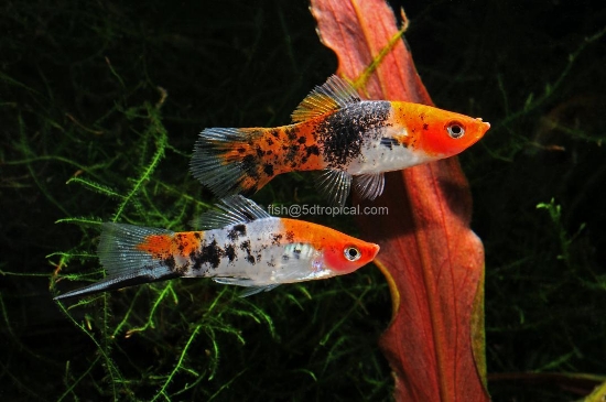 Picture of SWORD-SANKE CALICO (IMPORT)