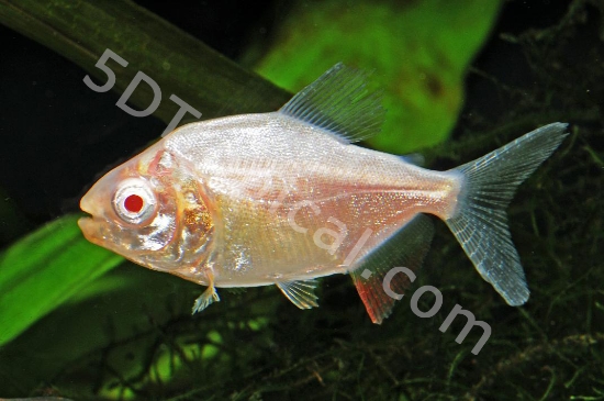 Picture of TETRA-ALB RED BELLY PACU         