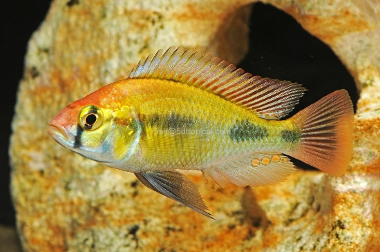 Picture of HAP RUBY GRN MD(VICT)-   
