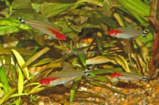 Picture of SOUTH AMERICAN TETRAS - RUMMYNOSE T.R. 