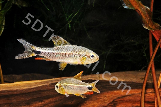 Picture of SOUTH AMERICAN TETRA-SAILFIN           