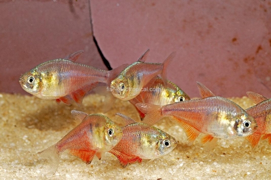 Picture of TETRA-VON RIO(FIRE TETRA)           