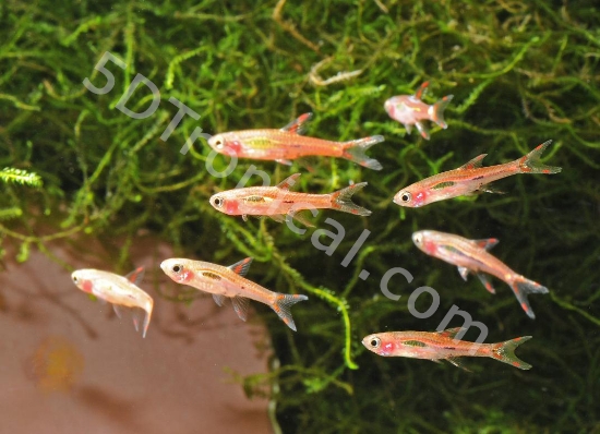 Picture of DANIO-CHILI RASBORA       