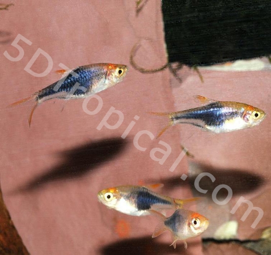 Picture of TETRA- PURPLE HARLEQUIN  