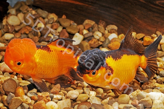 Picture of CHIN R/B ORANDA 6-7CM    