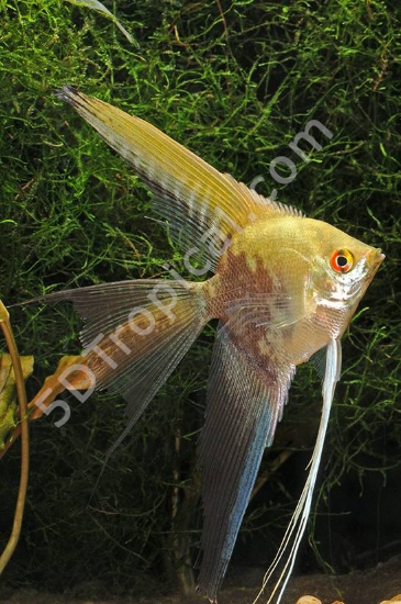 Picture of SMOKEY ANGEL MED         
