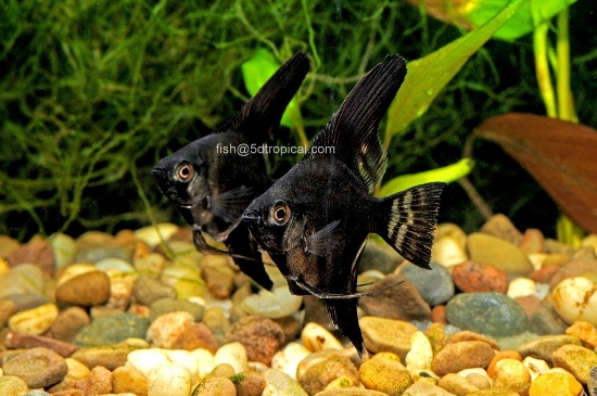 Picture of ANGELFISH-BLACK MED      