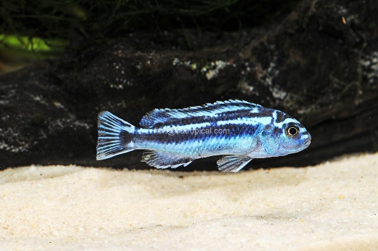 Picture of AFRICAN PEACOCK-BI COLOR MAULANA REG  (FL BRED)