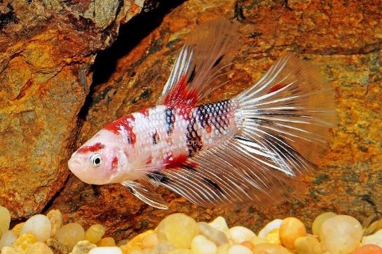 Picture of KOI HALFMOON MALE BETTA  