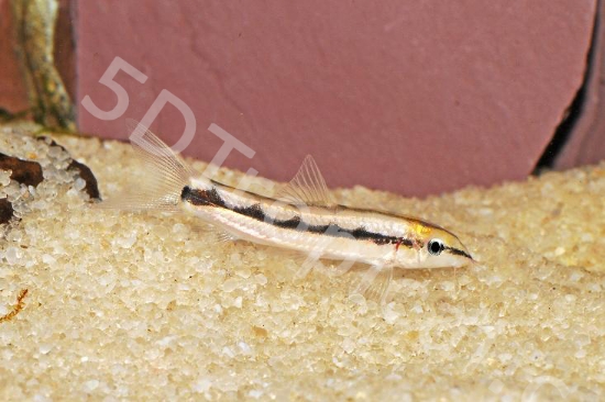 Picture of SIDTHIMUNKI LOACH        