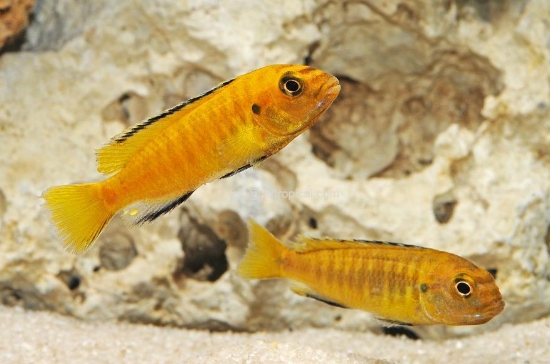 Picture of AFRICAN MBUNA-GLOD TROPHEOPS SM         