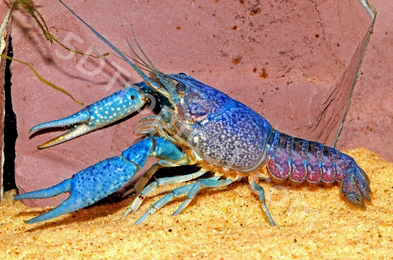 Picture of FL BLU CRAY(NO CA,GA)    