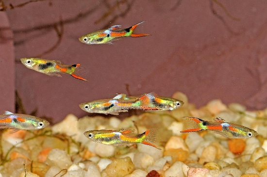 Picture of ENDLER FEMALE            