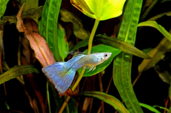 Picture of GUPPY-OCEAN BLUE MALE 