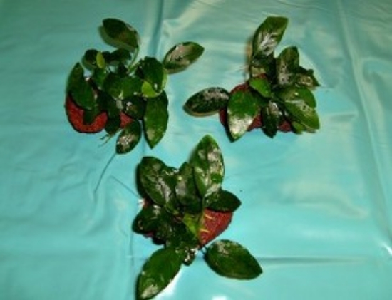 Picture of PLANT-ANUBIAS BARTERI VAR NANO ON ROCK          